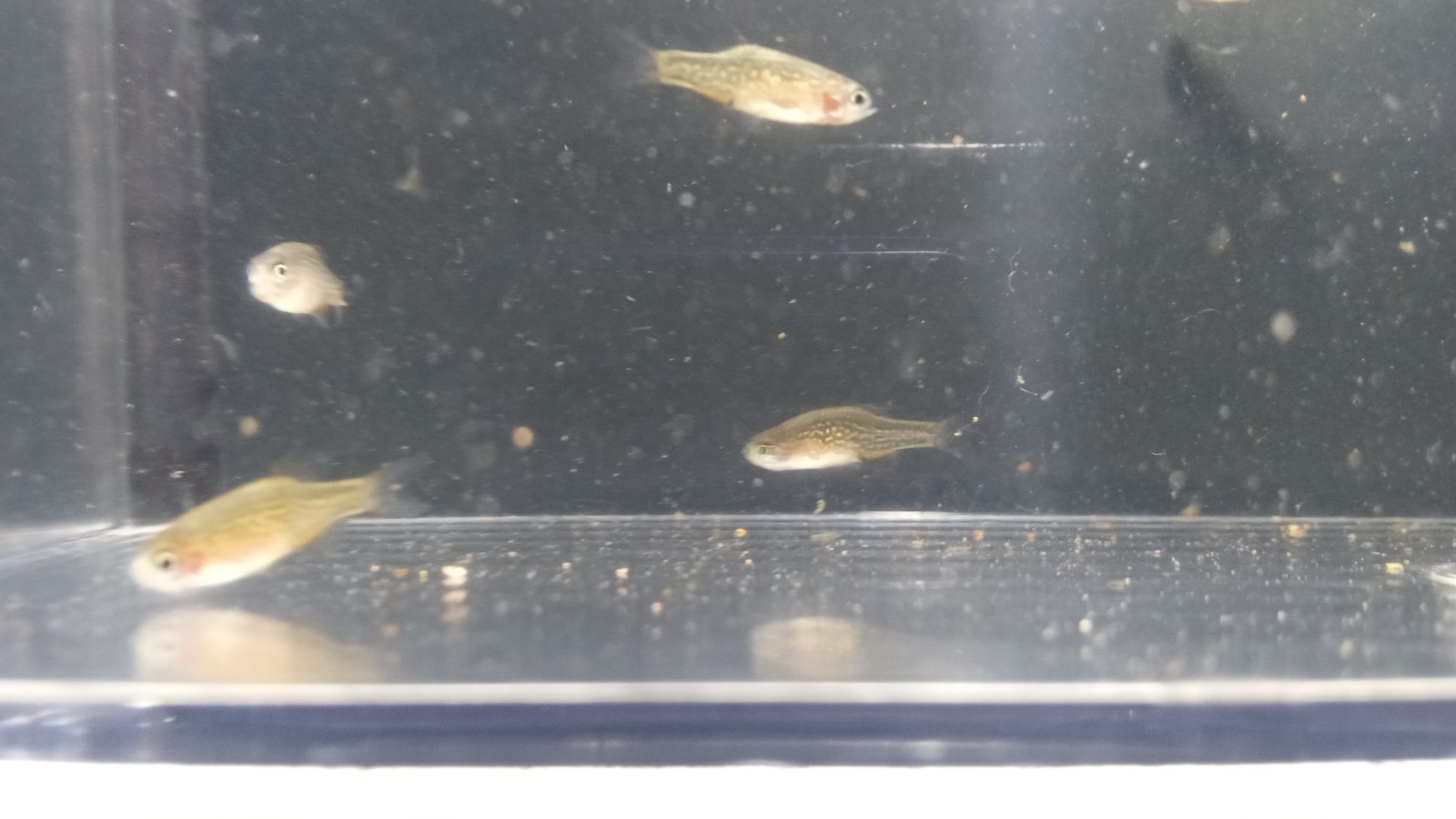 (6) Celestial Pearl Danio-Galaxy Rasbora-HIGH QUALITY- Pennsylvania bred