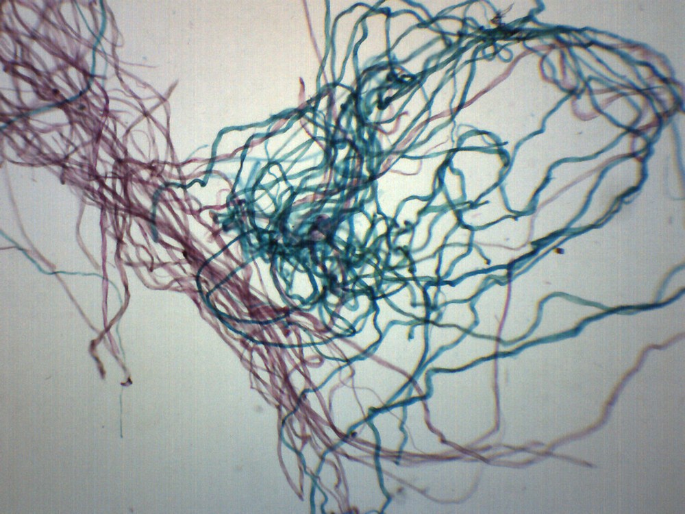 Cotton - Prepared Microscope Slide - 75x25mm - Eisco Labs