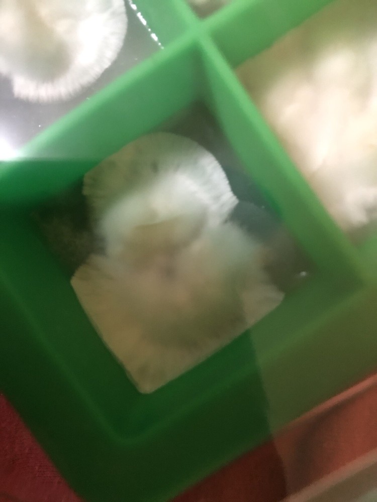 Live Genetics (Pick from Agar/LC/MSS/SS/SP)