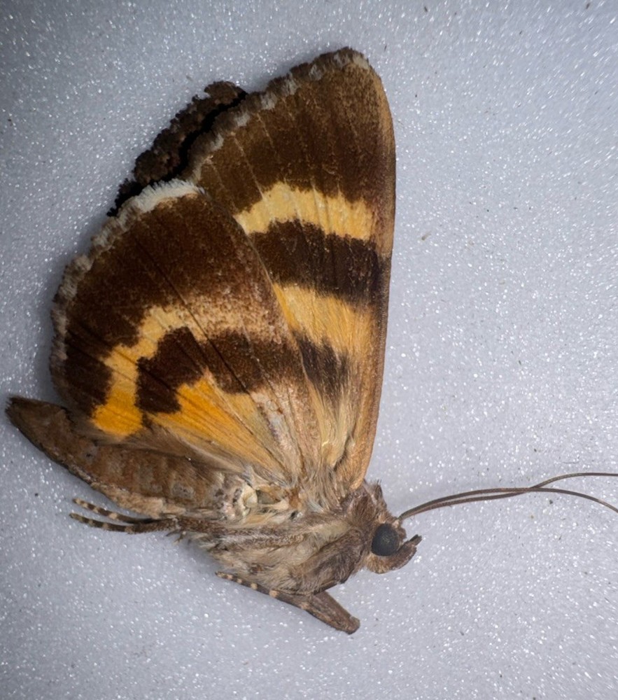 JS6 - YELLOW CATACOLA UNDERWING MOTH - 16