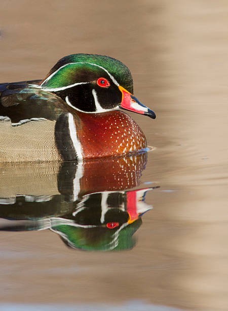 5 pair of New Concept Glass Eyes For Taxidermy And Decoy Making. 10mm Wood Duck