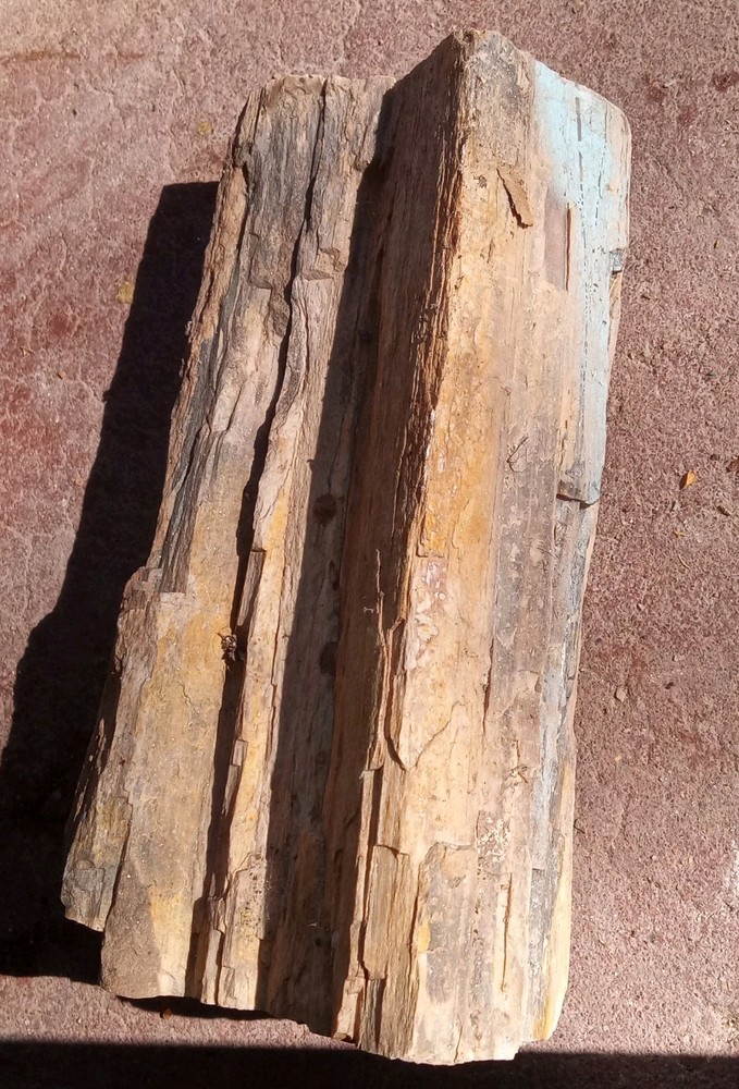 Petrified Wood Permineralized Rough 4 lbs+