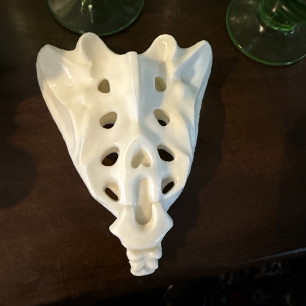 Anatomically Correct Human Coccyx Bone Model Geigy Pharma Look