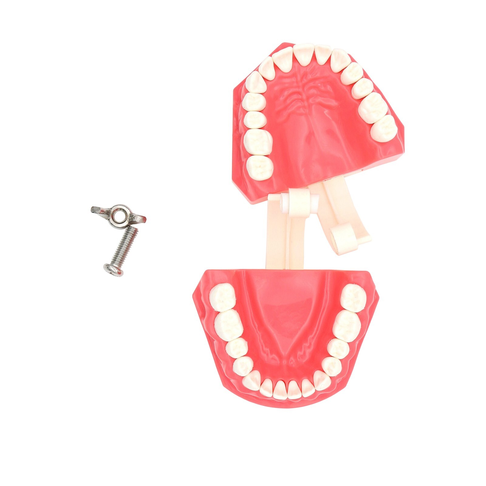 Dental Teeth Model Brushing Flossing Practice Studying Teaching Model M7010-1