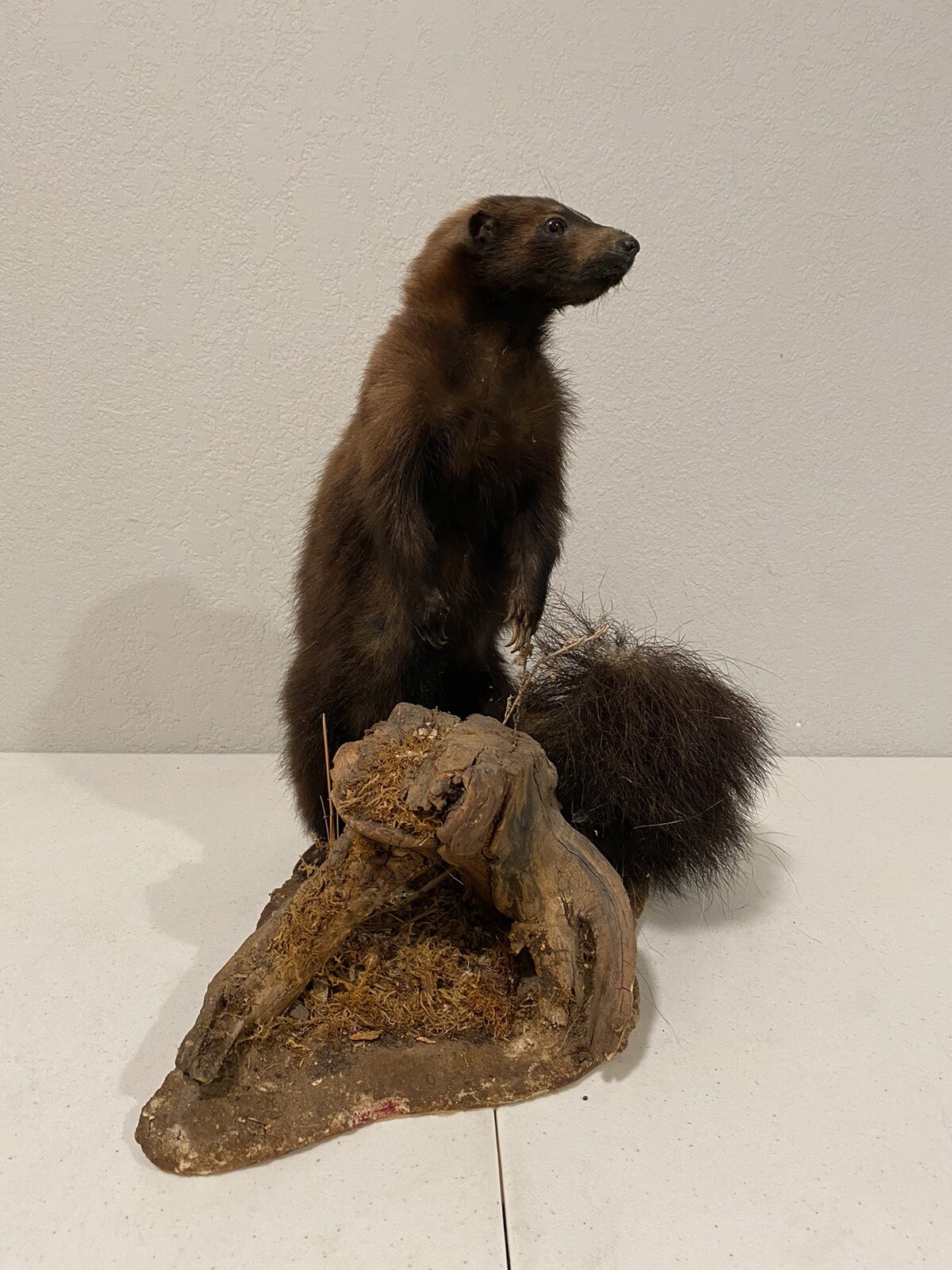 Rare Adult Brown Striped Skunk Taxidermy Mounted 16” Tall Vintage Oddity NICE