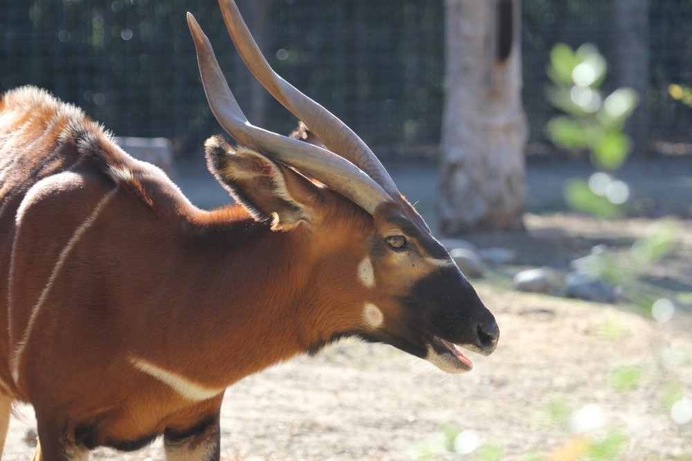 Bongo Taxidermy Reference Photo Cd
