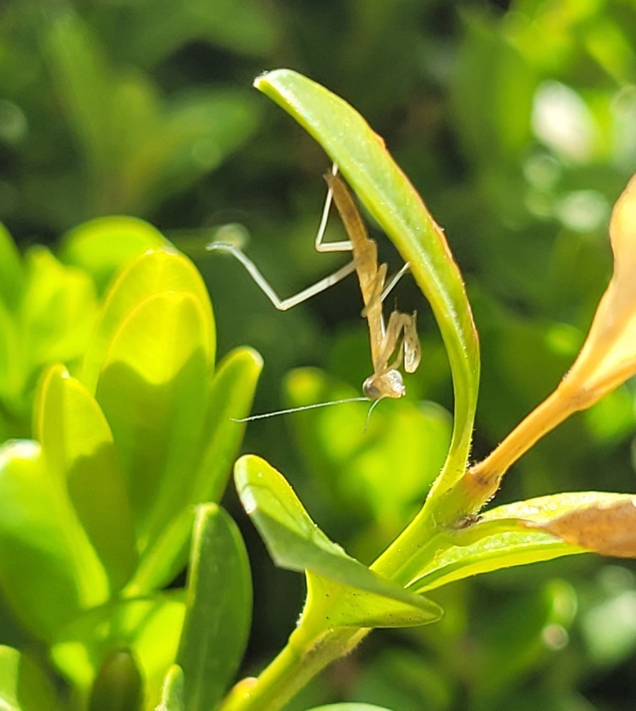 Praying Mantis Ootheca