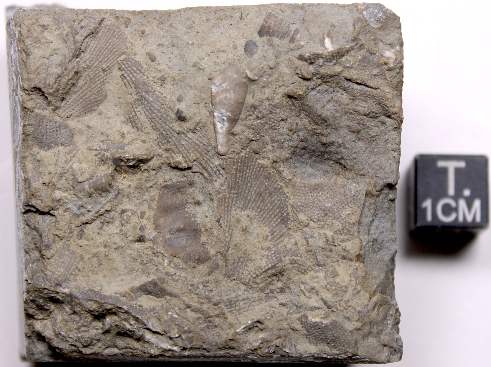 Heteroschisma subtruncatus Devonian Blastoid Fossil Thunder Bay Fm Michigan