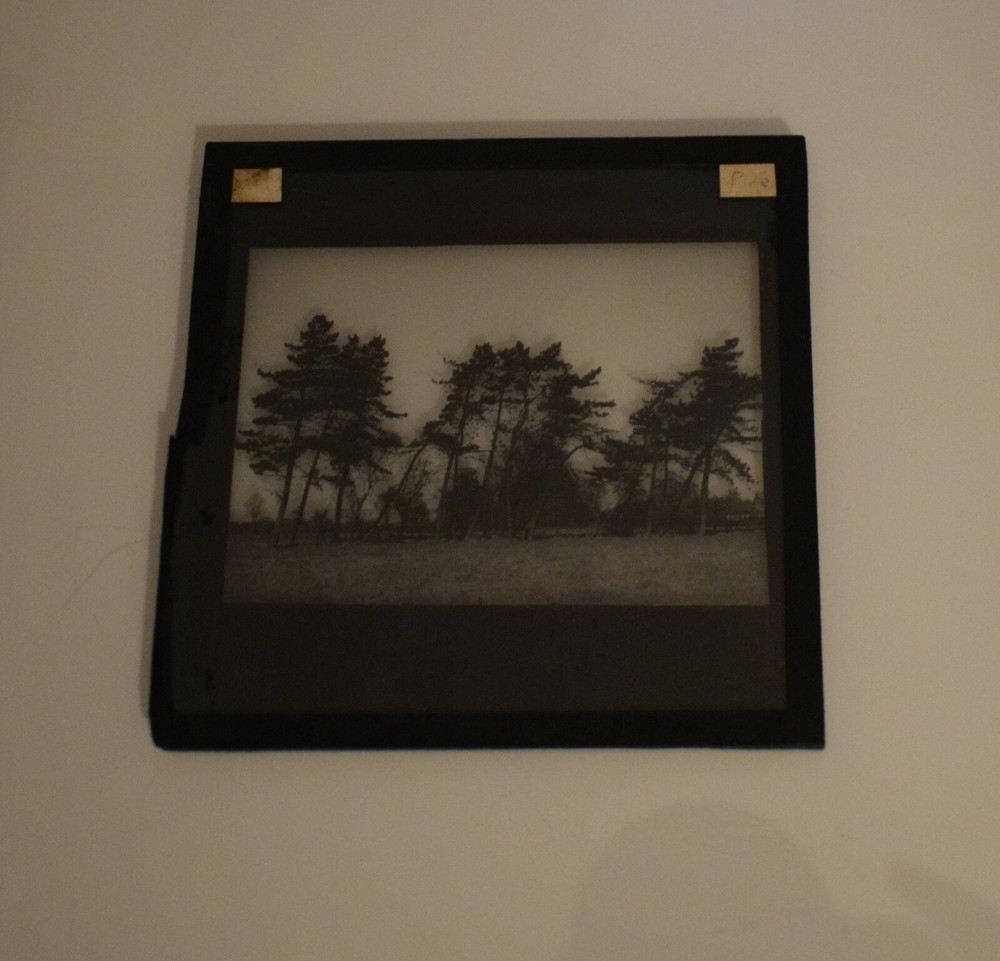 VINTAGE Magic Lantern Slide TREE STUDY NO4 C1930 PHOTO
