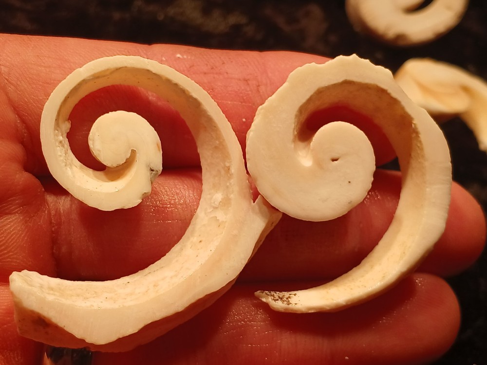 Shell Spiral Slices Lot