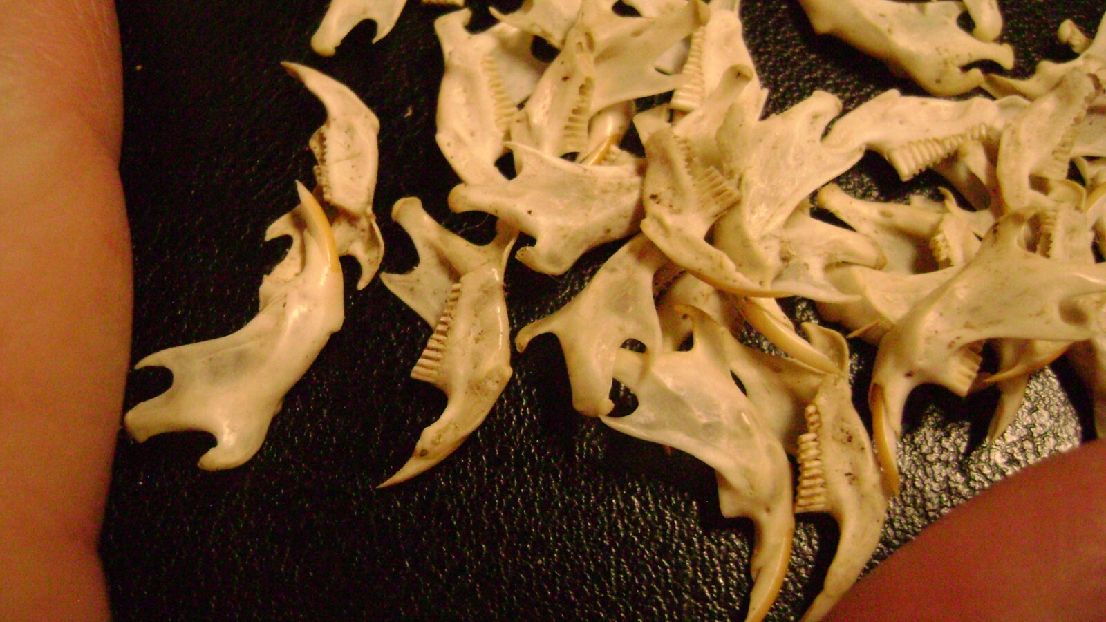 20 REAL MOUSE JAWS tiny animal bones & teeth for JEWELRY earrings TAXIDERMY LOT