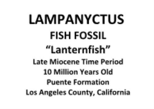 Lanternfish Fossil Lampanyctus Miocene 10 MYO California #16652 6o