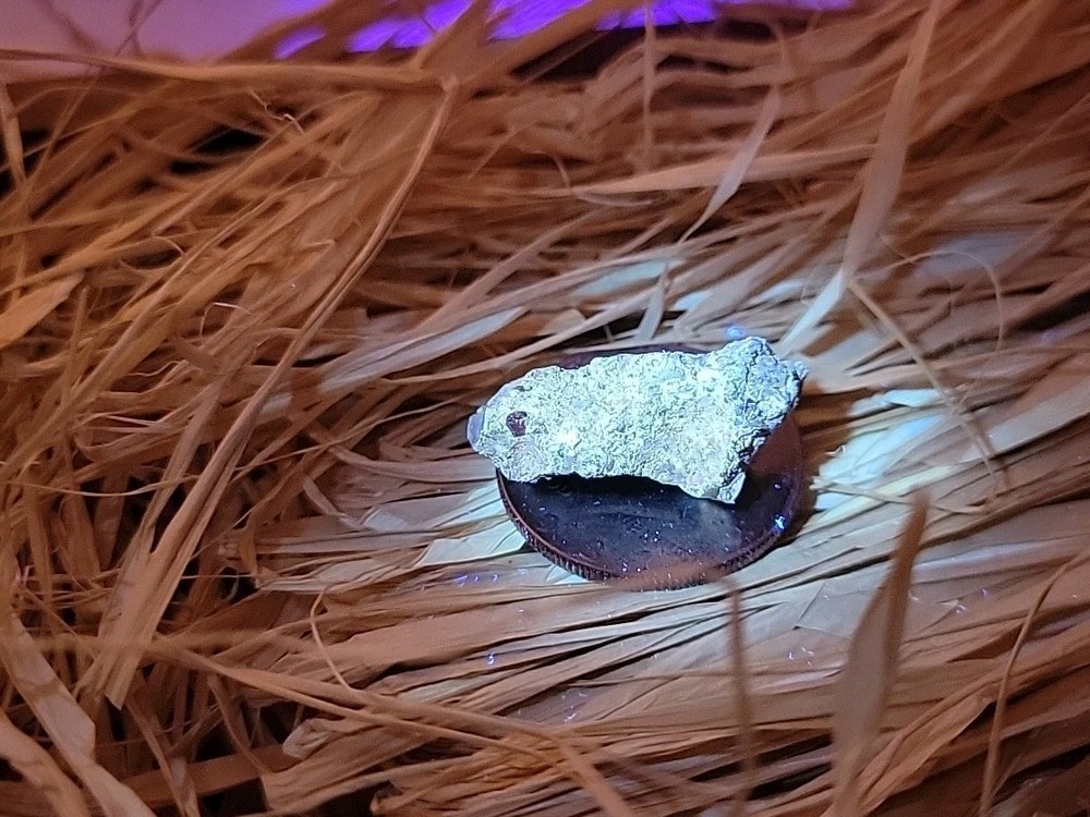 Permineralized Claw Fossil Super Rare