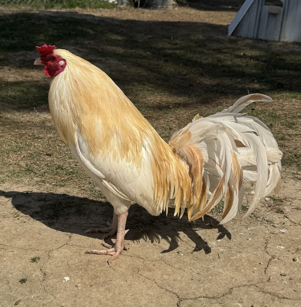 chicken hatching egg