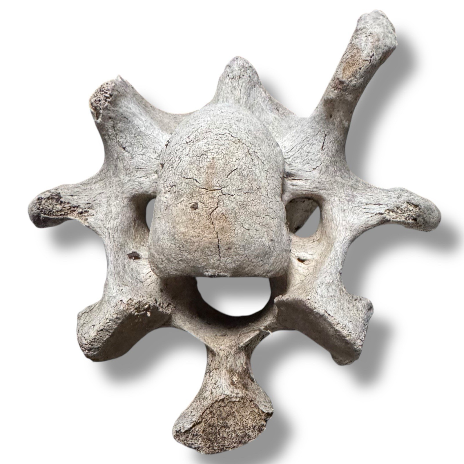 Bison Cervical Vertebra Natural Bone Paperweight Western Decoration No Fossil