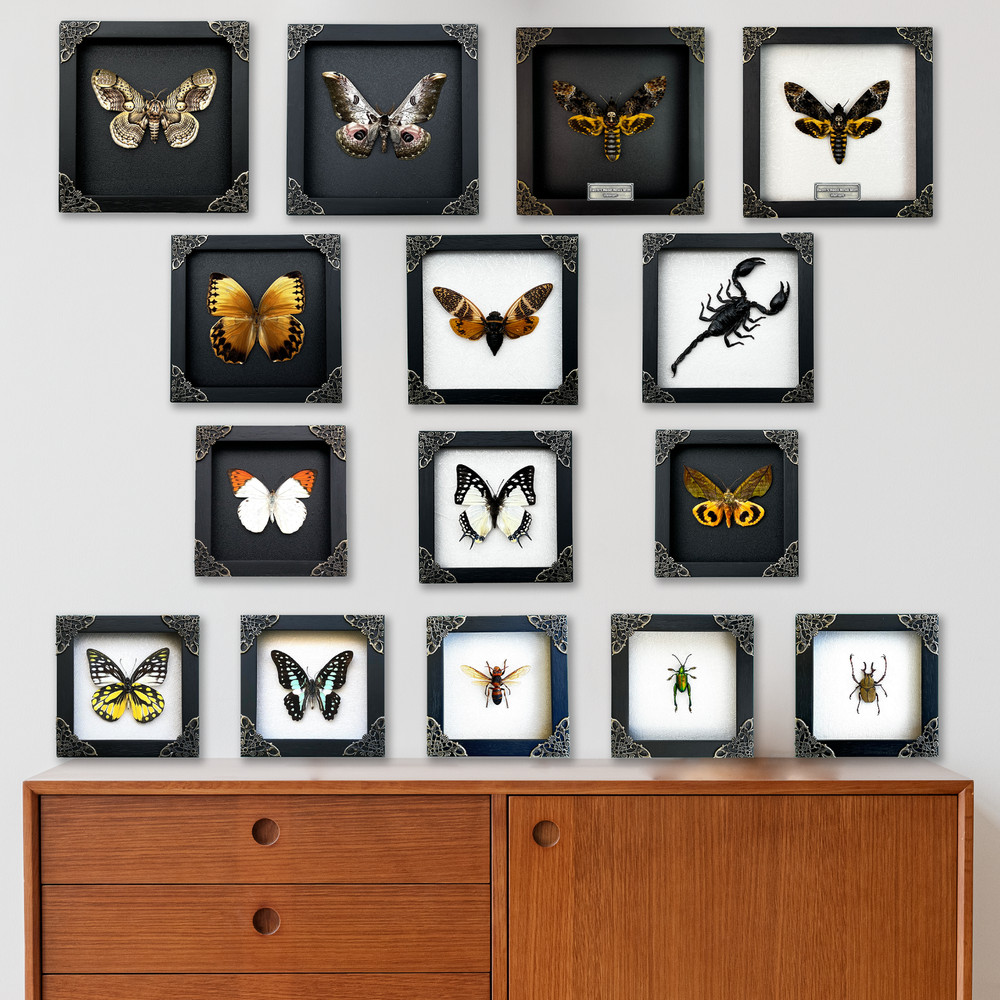 Real Papilio Blumei Butterfly Shadow Box Easter Spring Decor Unique Mom Gift