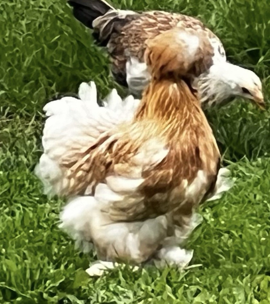 6 silkie/satin hatching eggs