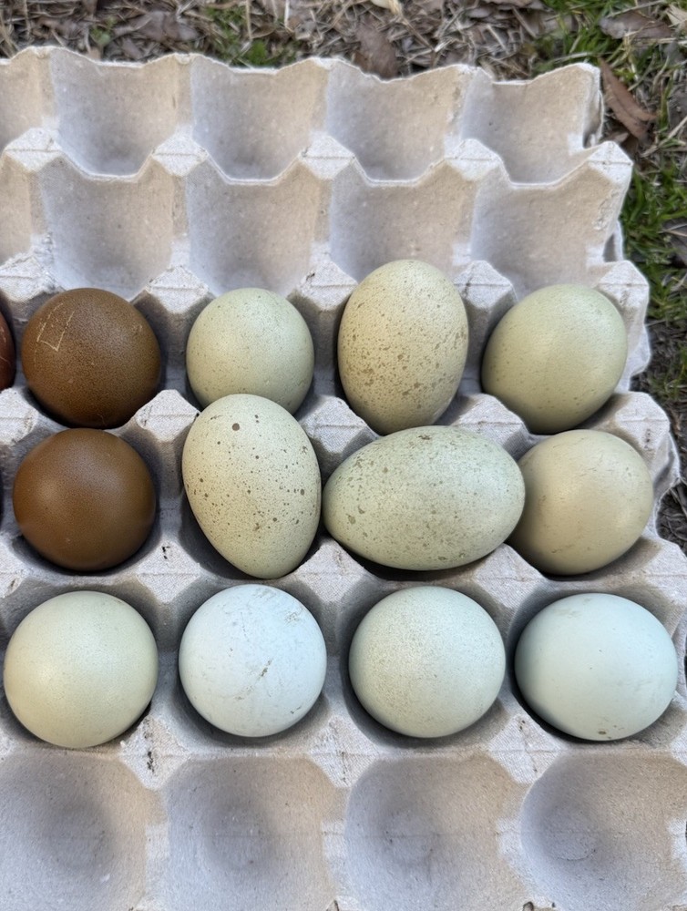 6+ Multi Gen Backcross Olive Egger Fertile Hatching Eggs