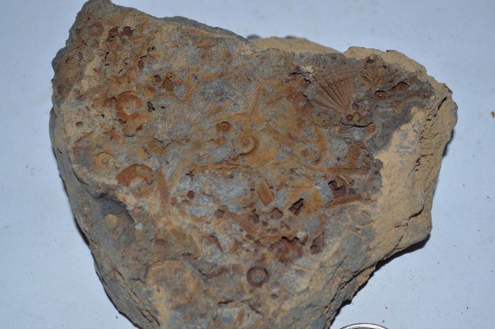 FOSSIL WITH BRACHIOPODS PRINTS ( 43, 22F)