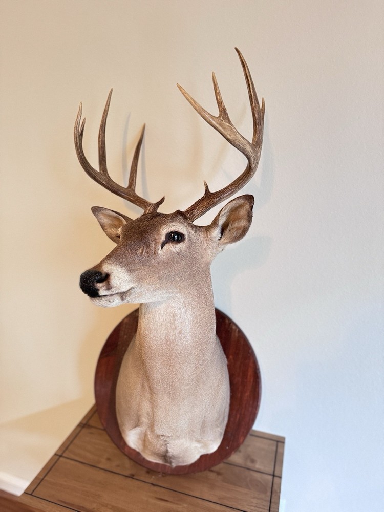 Deer Head Wall Mount With Wooden Base