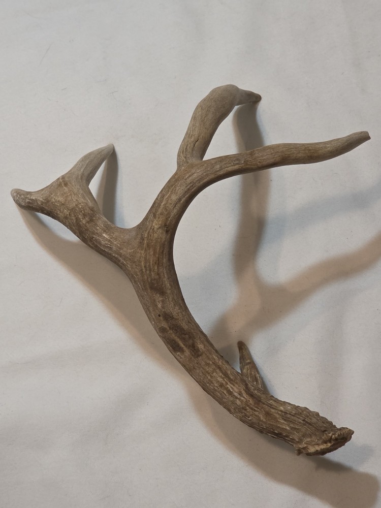 Deer Antler 12" x 16"