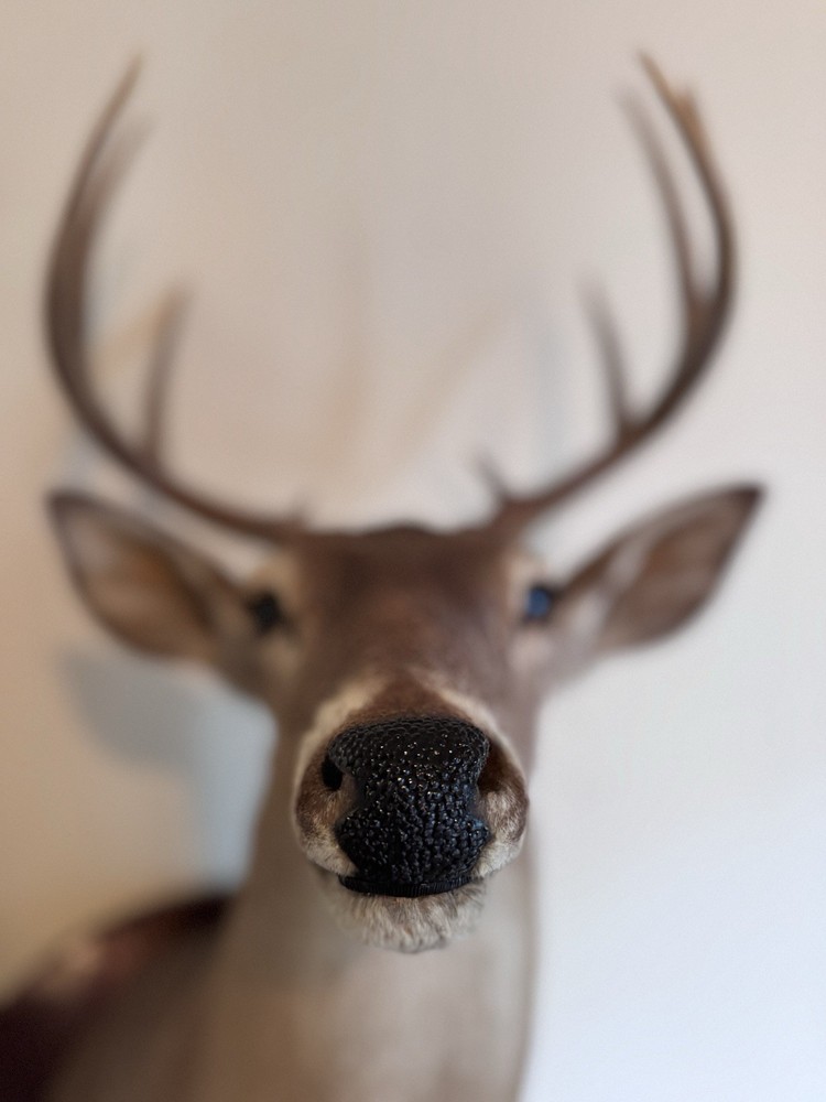 Deer Head Wall Mount With Wooden Base
