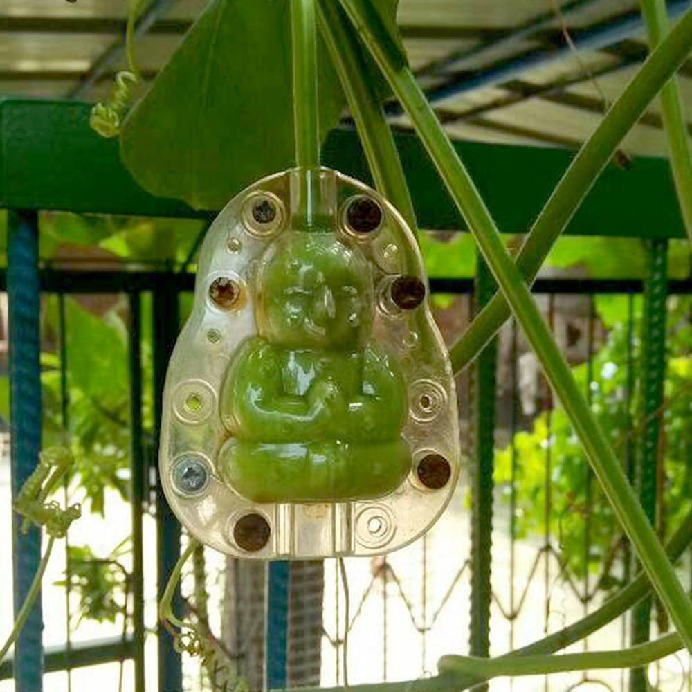 Fruit Plastic Premium Shaping Molds Surprise Experience Transparent Cm Pc
