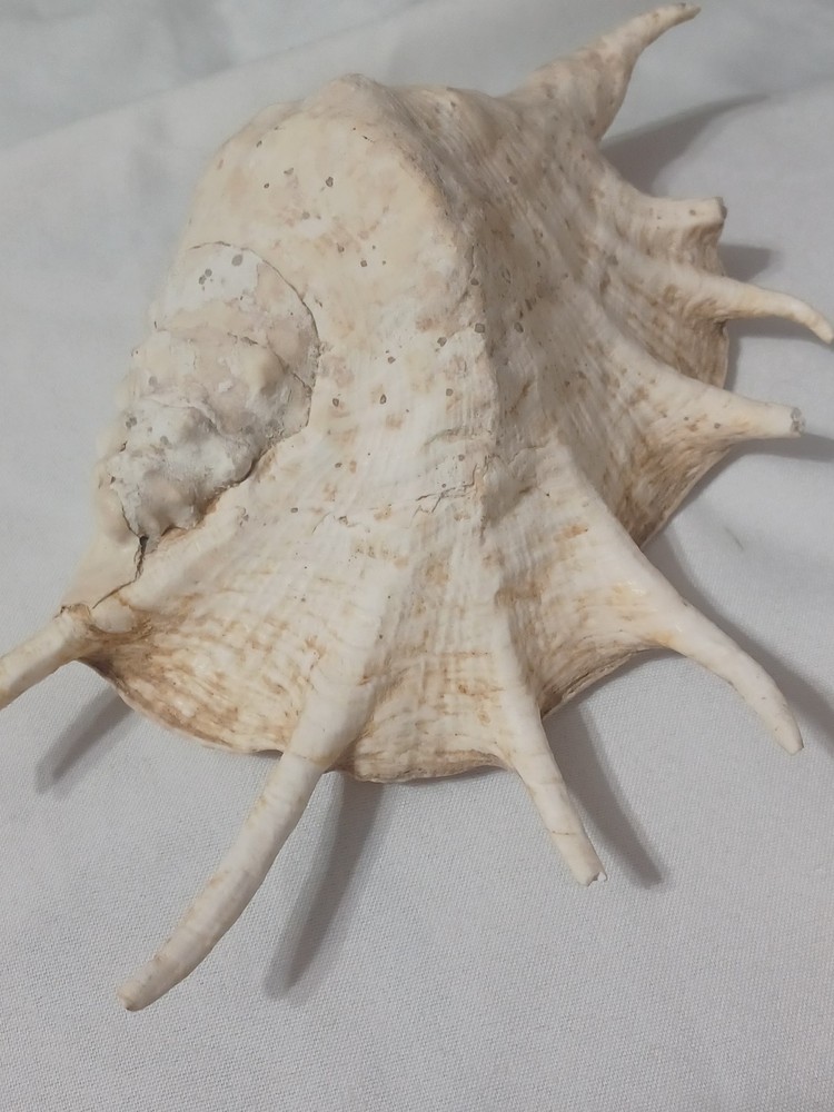 Assorted Large Conch / Seashell Lot See Pics