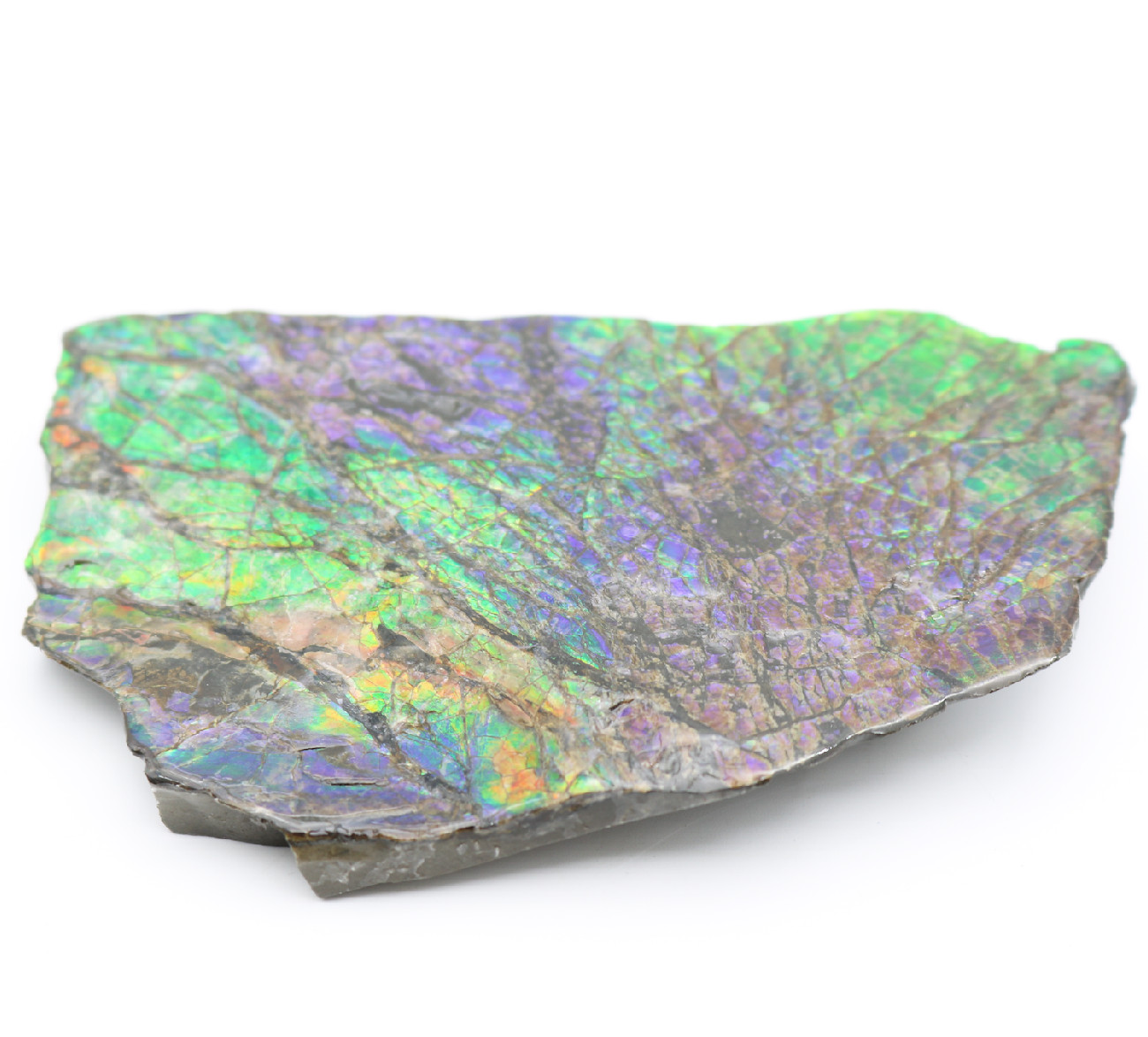 Stunning IRIDESCENT Fossil AMMOLITE Slab Reflective RAINBOW Mineral Specimen
