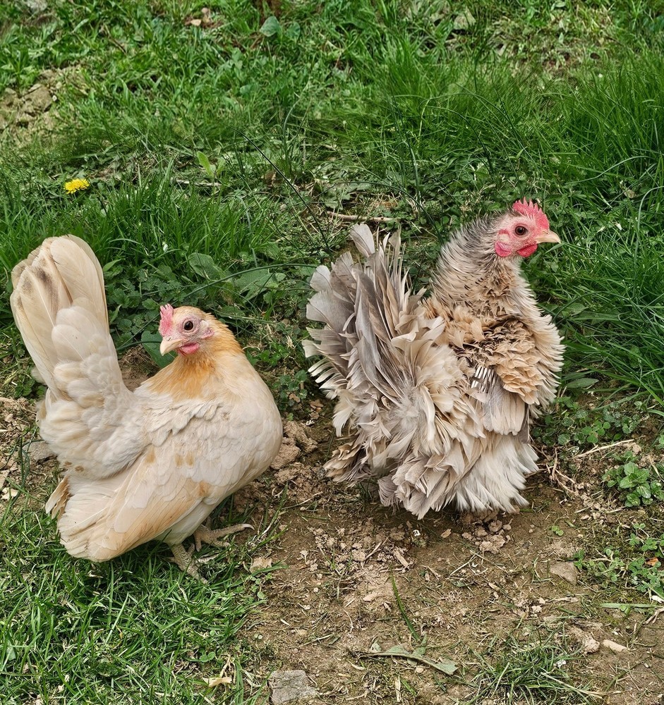 Kikiriki/Serama Mixed Hatching Eggs 12++