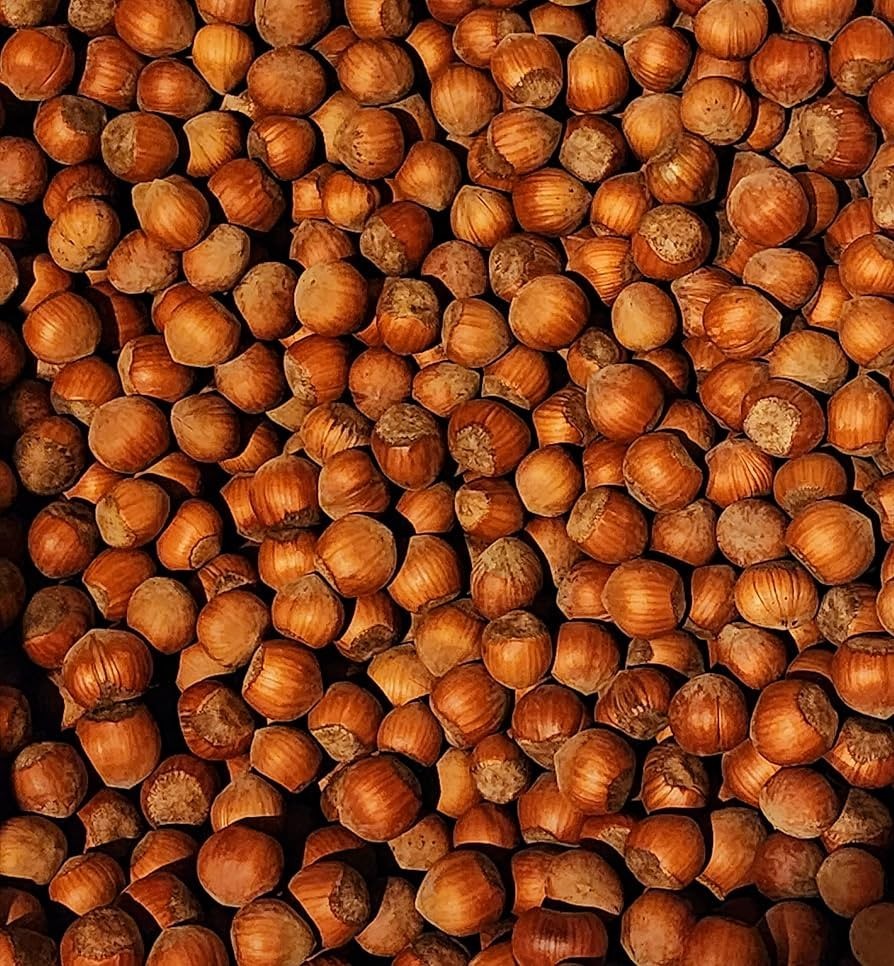American Grown Raw Hazelnuts In Shell 5LB Large Whole Filberts Bulk