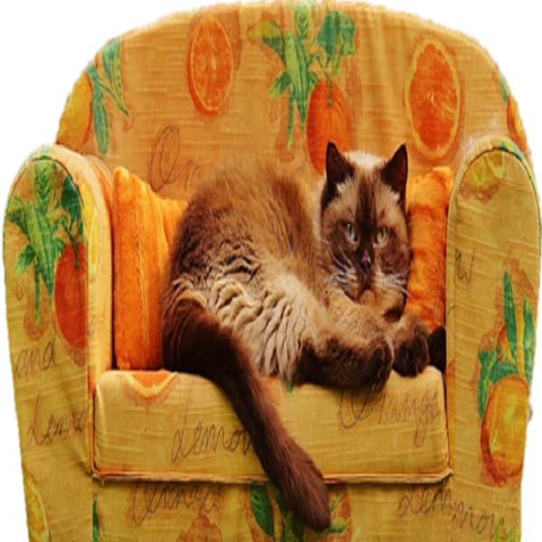 30 Custom Sofa Kitty Personalized Address Labels