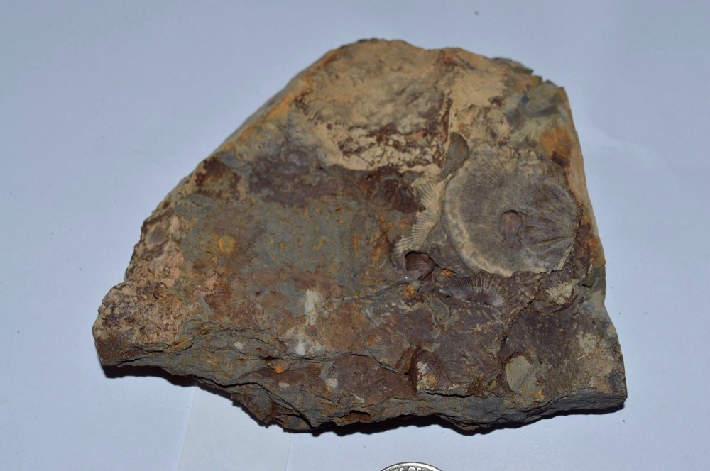 FOSSIL WITH BRACHIOPODS PRINTS ( 28 , 22F)