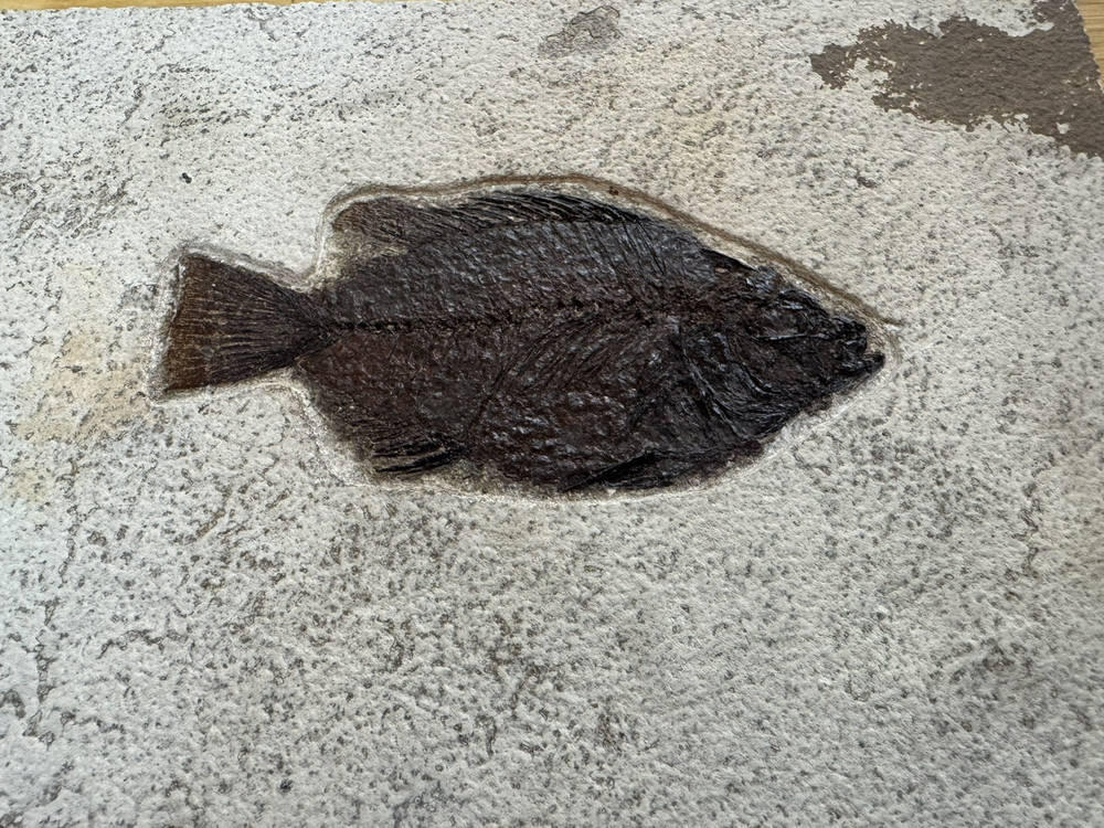 Priscacara 5 inch Kemmerer, WY