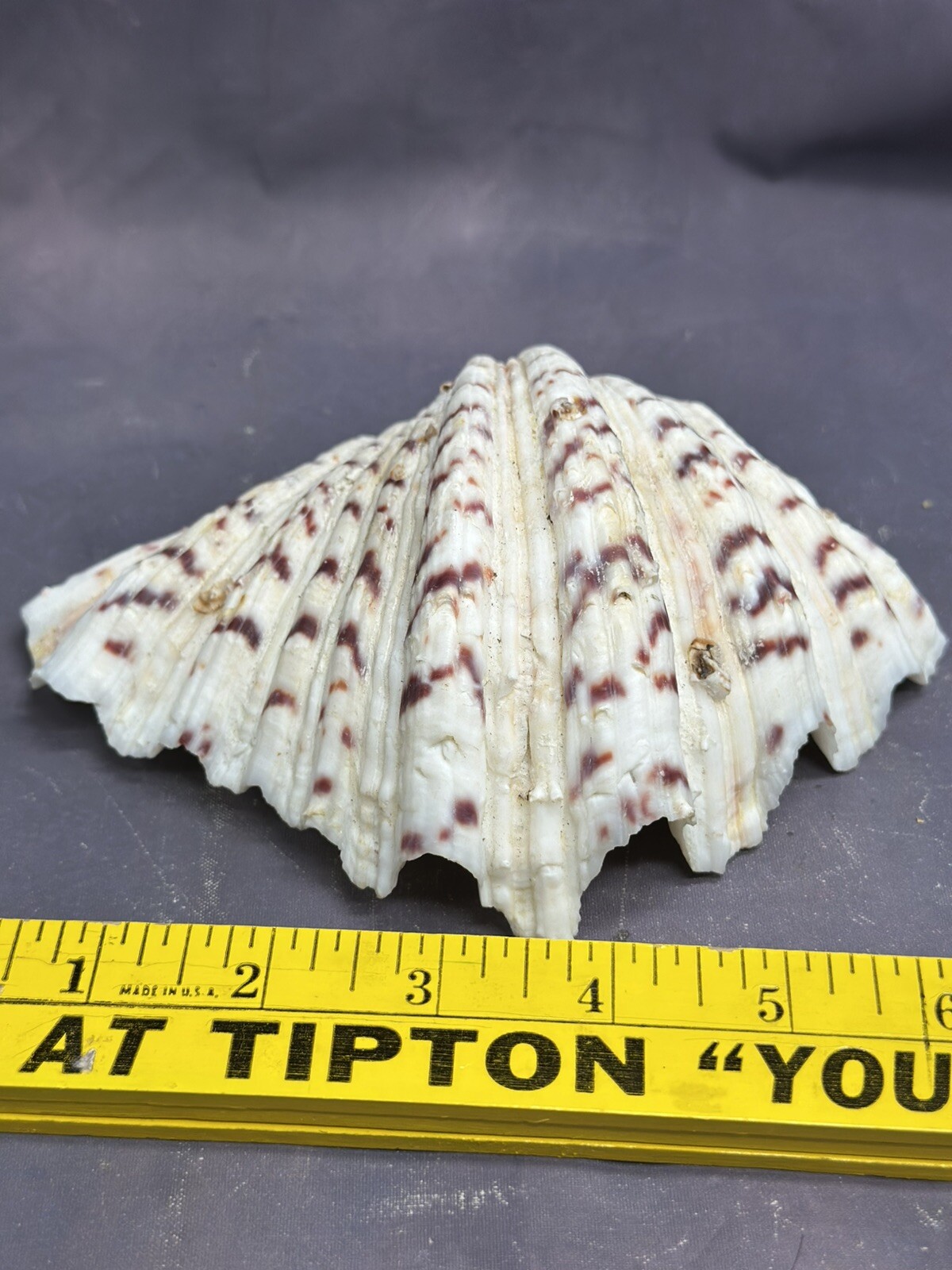 Natural Shells Half Clam Beautiful Set For Decor Seashells Nautical Beach