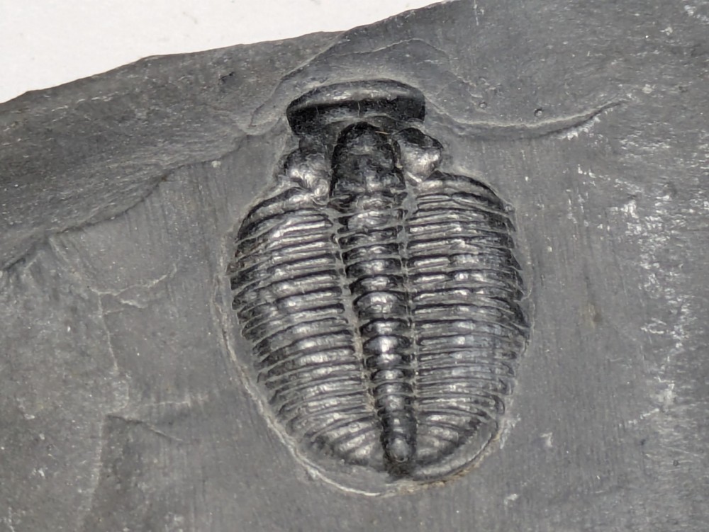Fossilized Trilobite
