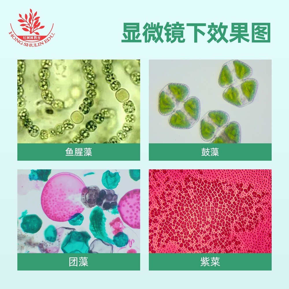 10PCS Prepared Microscope Slides in Algae Specimen f Teaching & Research