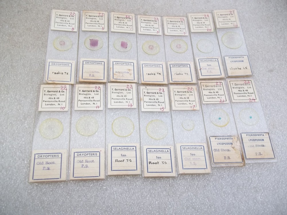 Vintage Glass Microscope Slides -