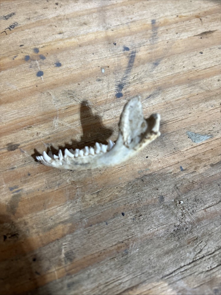 Opposum lower jaw bone