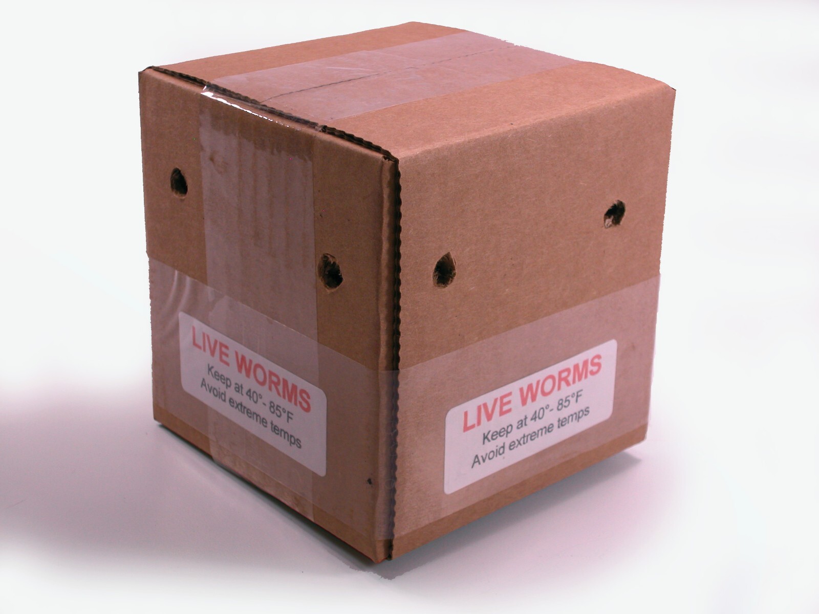 50+ Red Wiggler Worms—Live-Healthy-Organic—Eisenia fetida—FREE SHIPPING