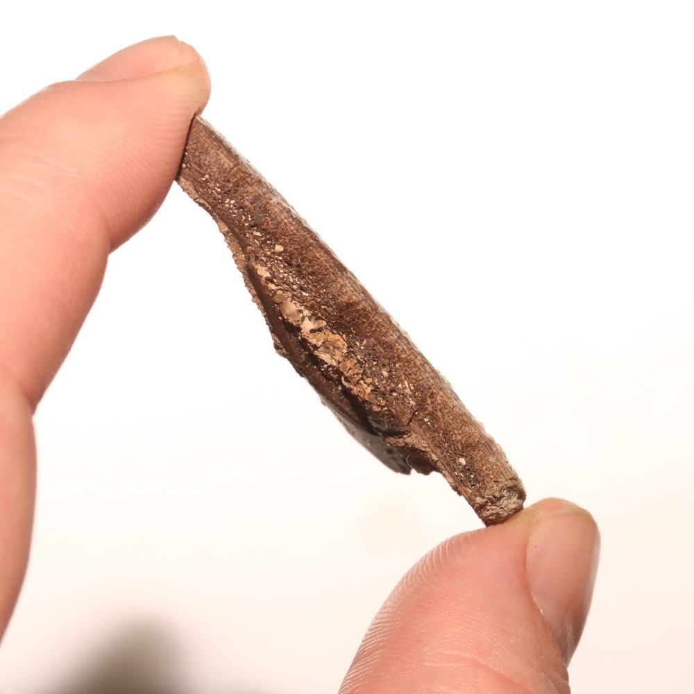 Turtle Shell Piece - Dinosaur Age Specimen - Hell Creek Formation Cretaceous