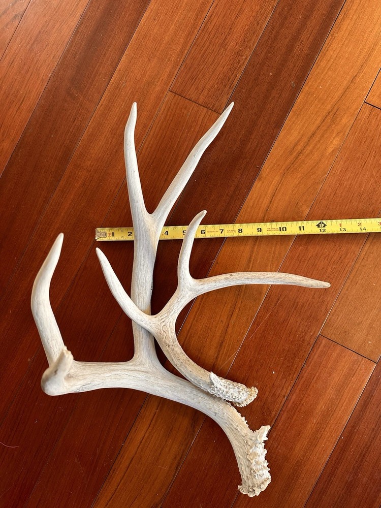 Deer Antlers Sheds Mule Deer Nevada