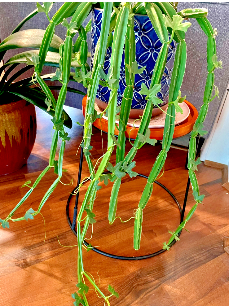 VEDLT GRAPE 'CUCUMBER CACTUS' CISSUS QUADRANGULARIS Succulent in 4" pot