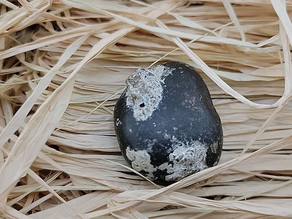 Real Permineralized Reptile Egg Fossil