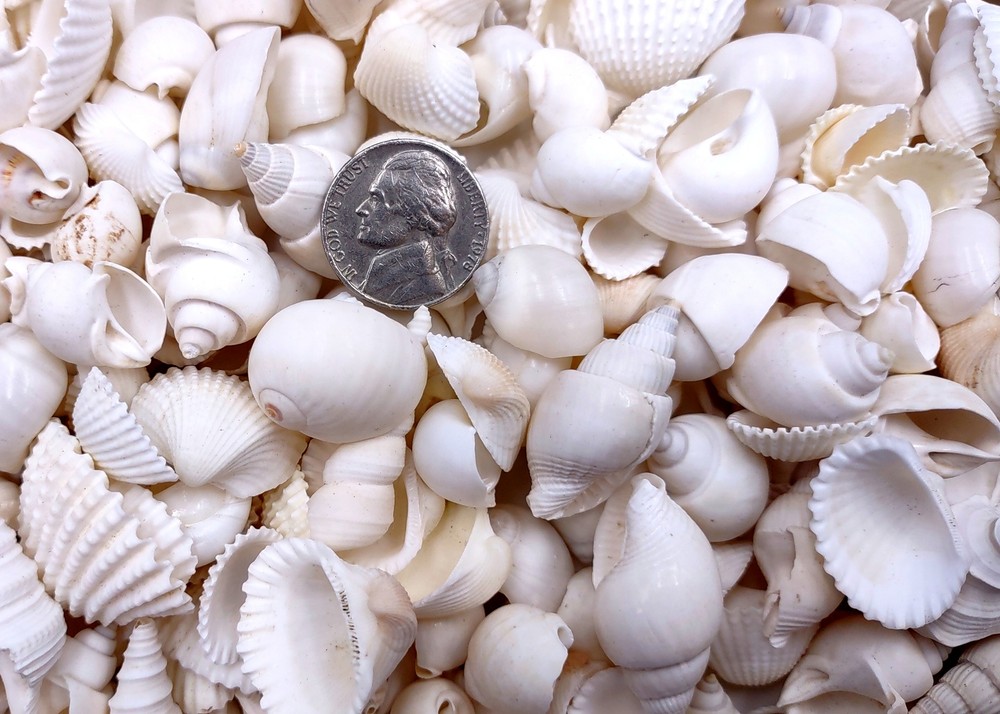 Small White Assorted Seashell Mix (approx. 1 kilogram shells 0.50+ inches)