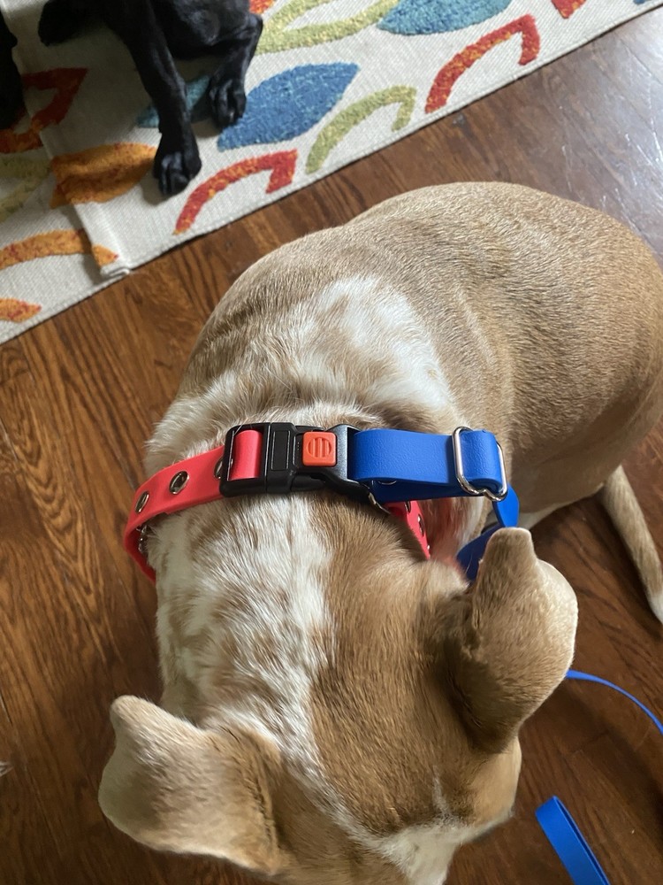 Mayerzon NIP Pronged Training Collar With Attached Leash large