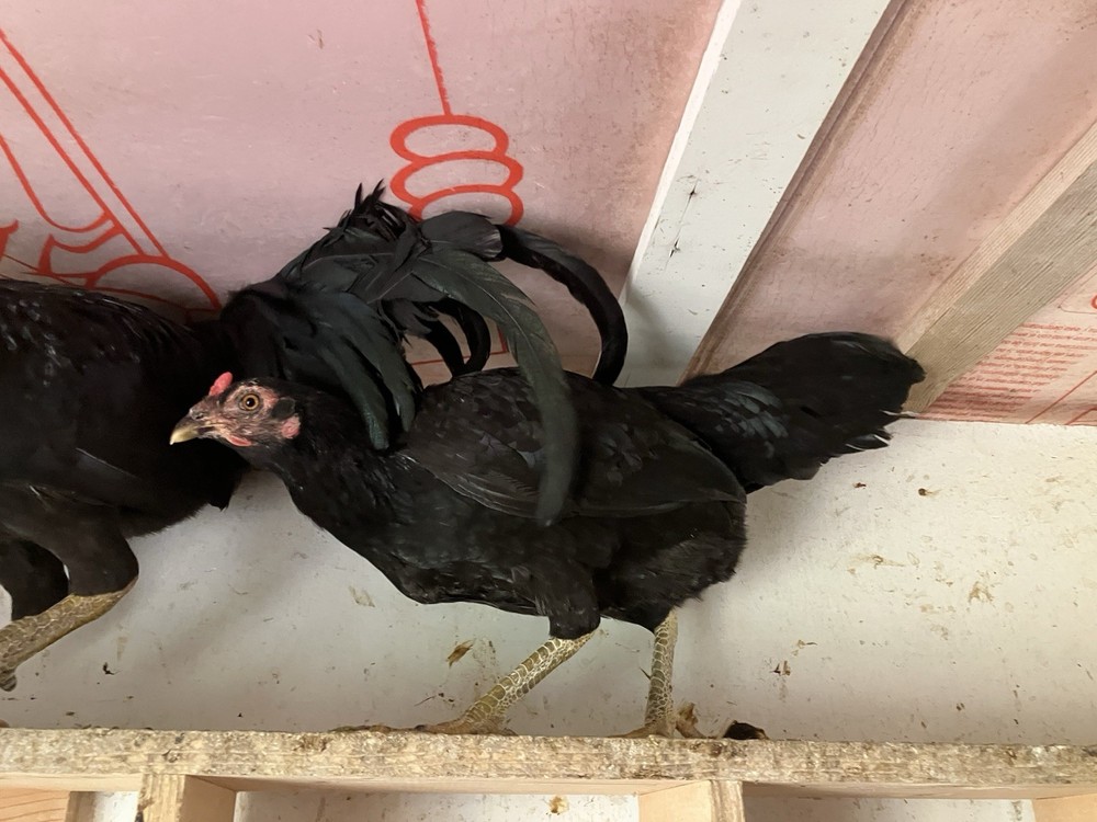 12 Black Peruvians Hatching Eggs