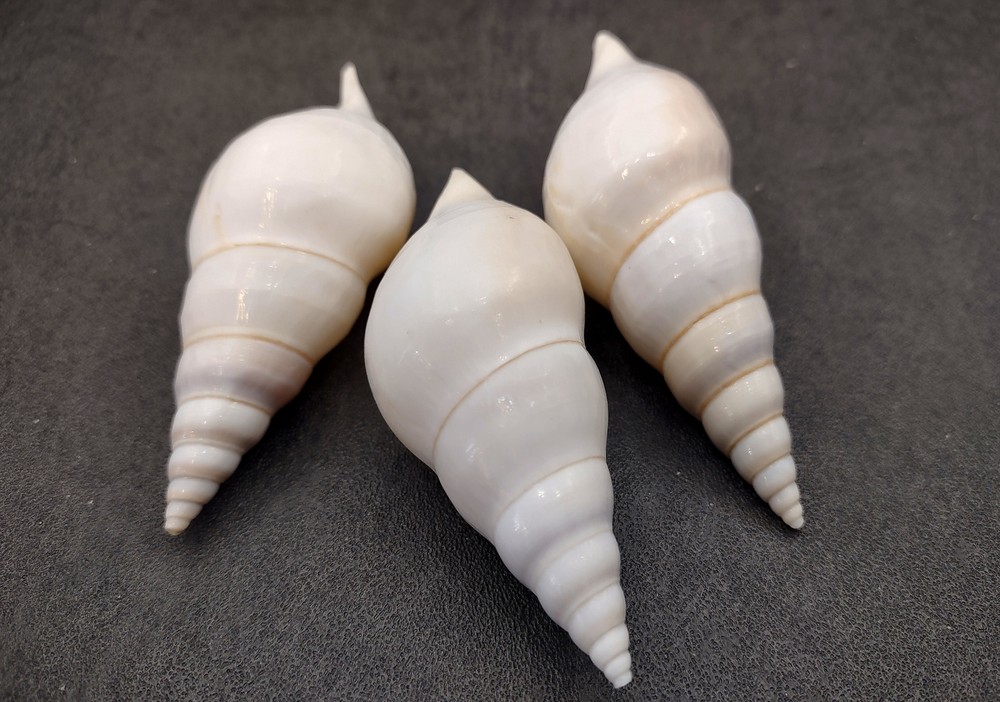 Delicate Tibia Seashell White Tibia Delicatula (3 shells approx. 3+ inches)