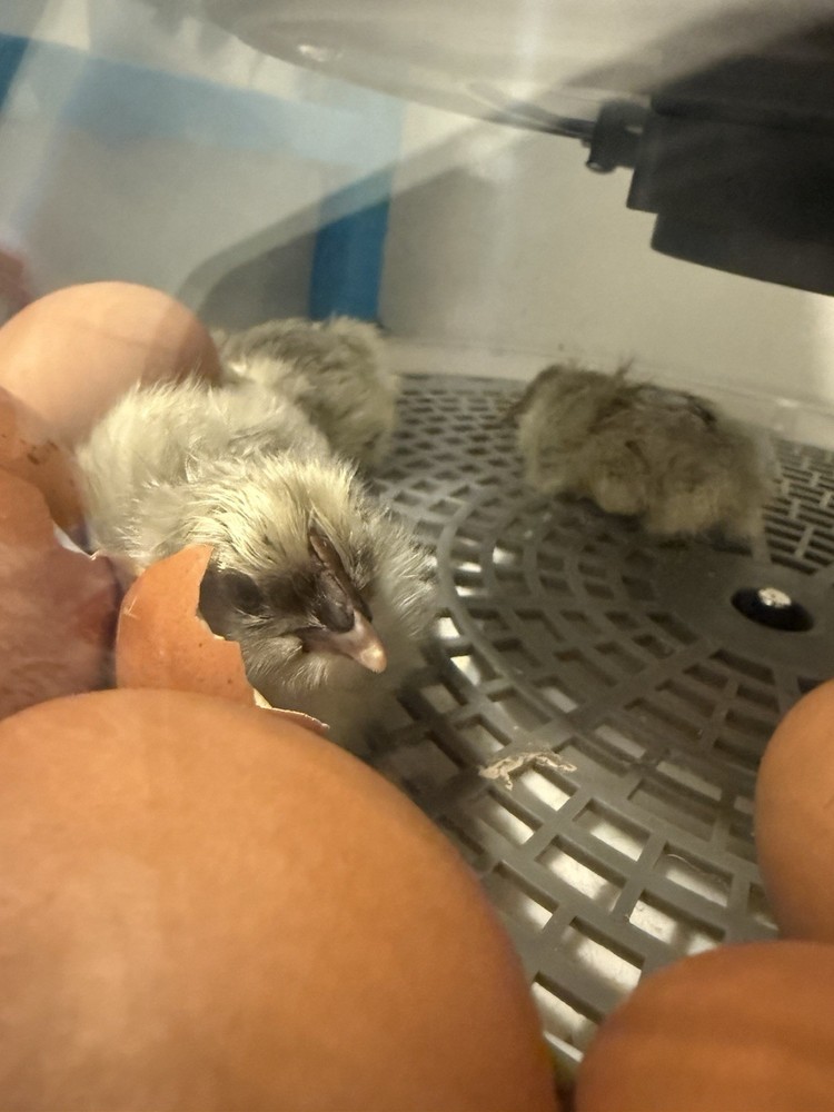 Blue Splash Maran Hatching Eggs 6+