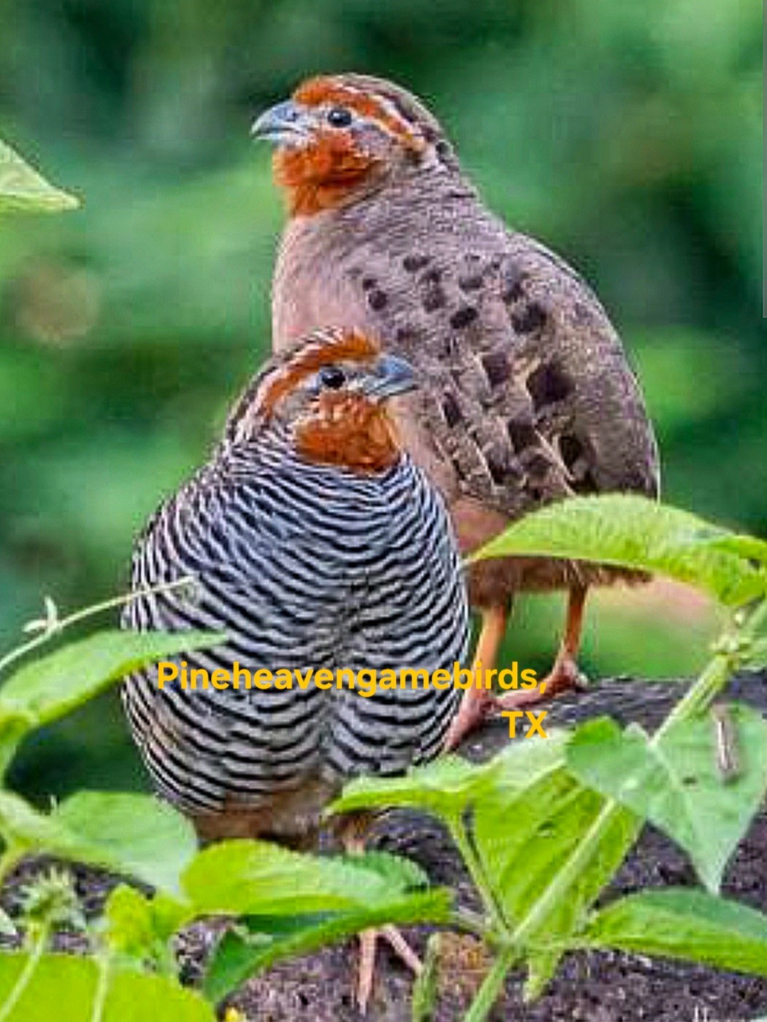 4 Jungle bush quail hatching eggs